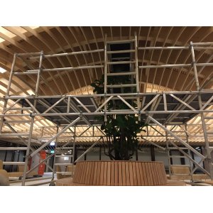 SRS au dessus : une plante
